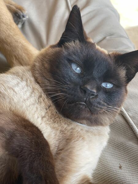 The One after the One where the Excellent Cats posed for a calendar