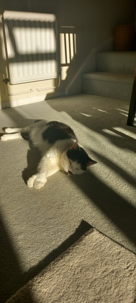 The One after the One where the Excellent Cats posed for a calendar