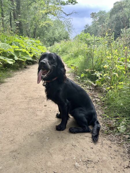 Adolescent Dog Survival Thread - welcome to the teenage wasteland