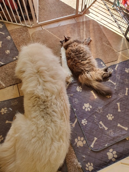 Adolescent Dog Survival Thread - welcome to the teenage wasteland