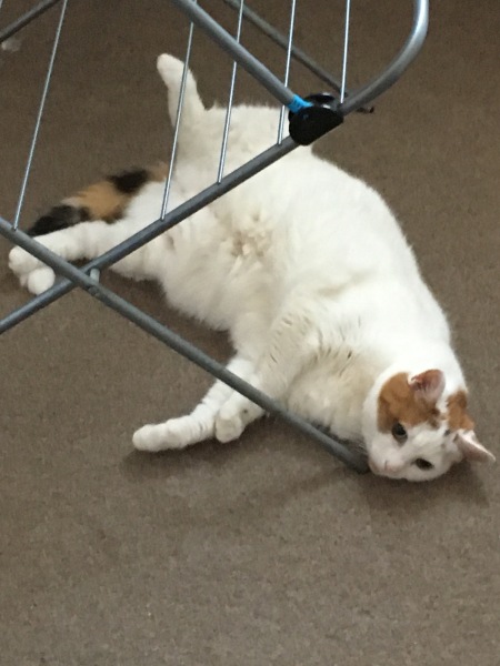 The One after the One where the Excellent Cats posed for a calendar