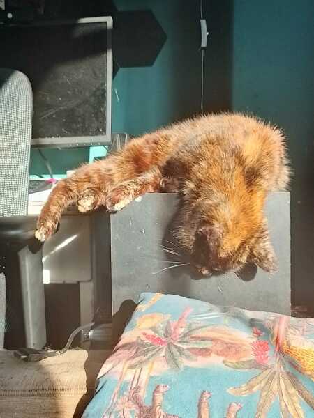 The One after the One where the Excellent Cats posed for a calendar