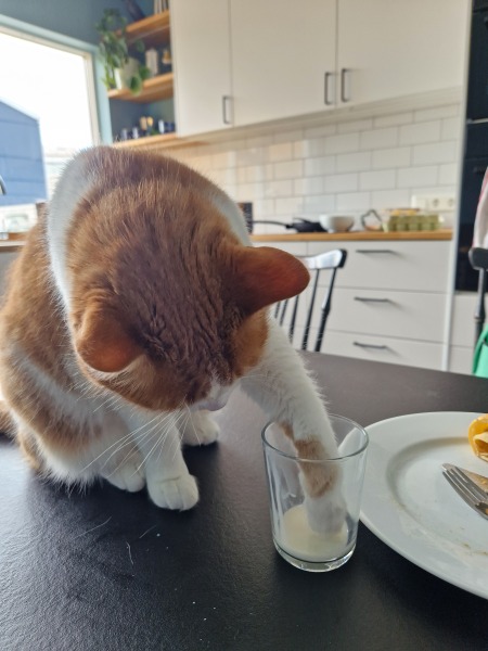 The One after the One where the Excellent Cats posed for a calendar