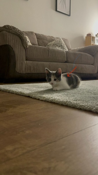 Lump on cats back