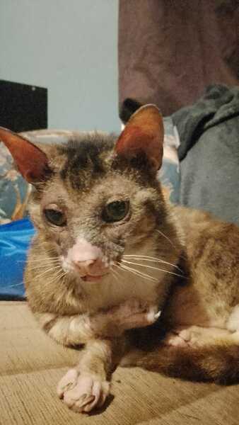 The One after the One where the Excellent Cats posed for a calendar