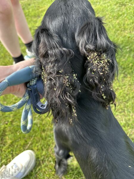 Adolescent Dog Survival Thread - welcome to the teenage wasteland