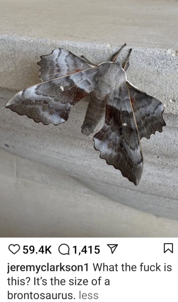 Hummingbird Hawk Moth