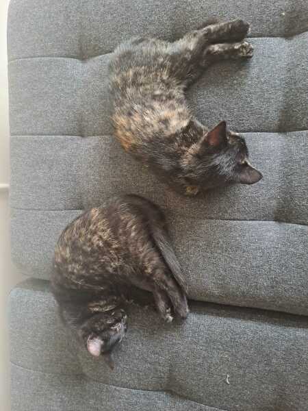 Sneezy Kitten