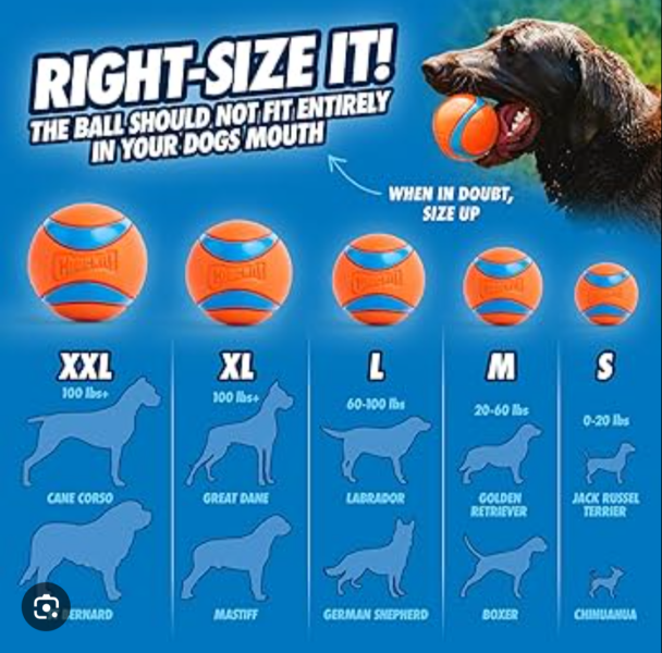 Adolescent Dog Survival Thread - welcome to the teenage wasteland