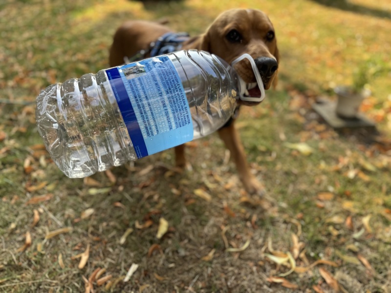 Adolescent Dog Survival Thread - for teenage dirtbags