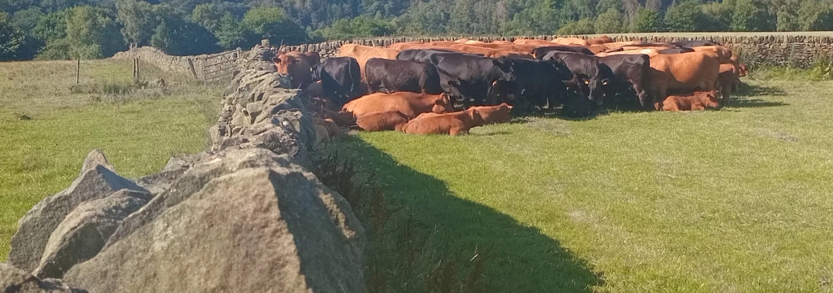 Questions about cows