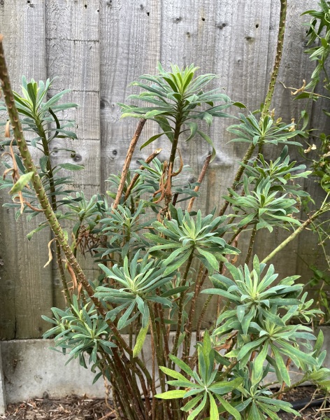 What to do with this euphorbia?