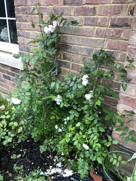Mutant Rose.