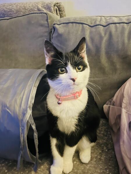 My cats gone missing. Think she’s been hit my a car 😭