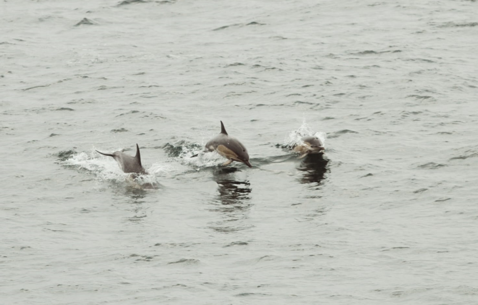 Durham Miners Gala - Women's Rights are Human Rights