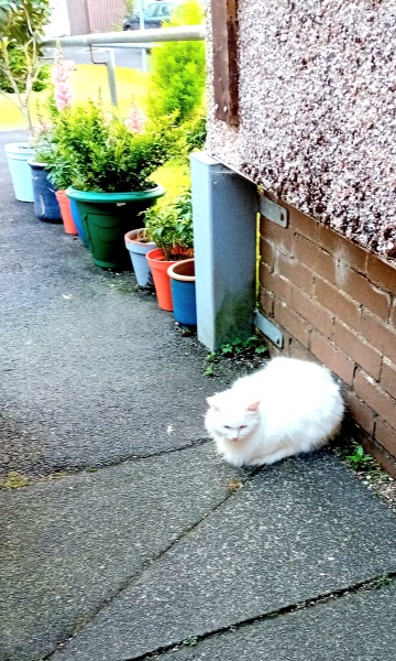 The One after the One where the Excellent Cats posed for a calendar