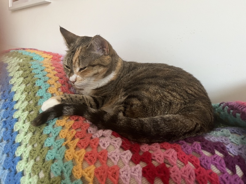 The One after the One where the Excellent Cats posed for a calendar