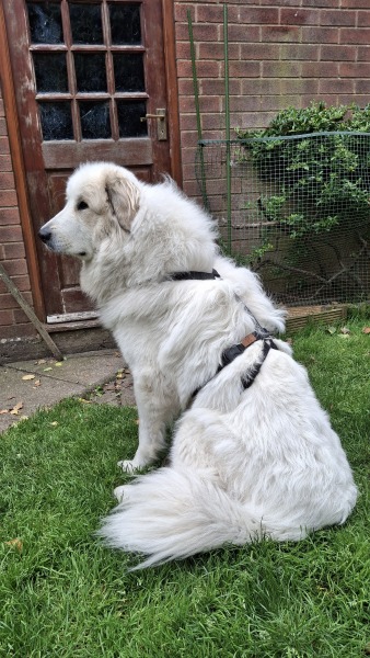 Adolescent Dog Survival Thread - welcome to the teenage wasteland