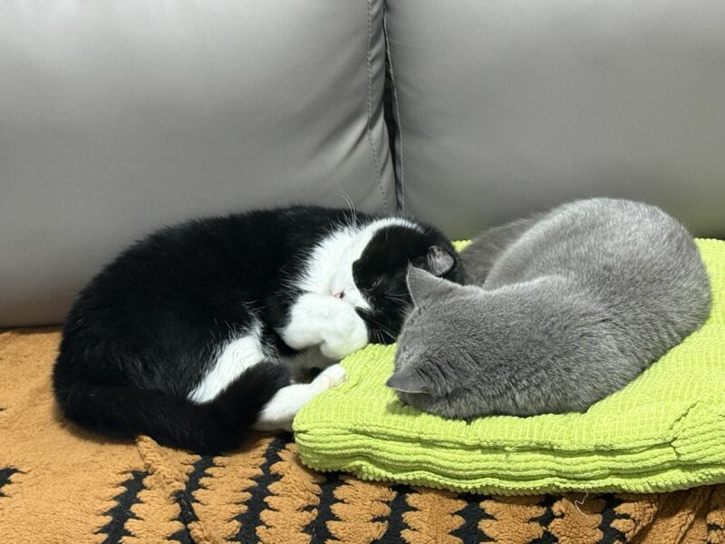 Can anybody recommend a good automatic litter box?