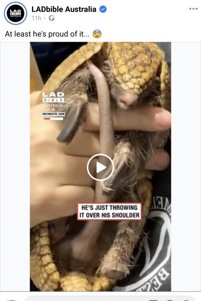 Who knew the penis of an armadillo was THIS big?!