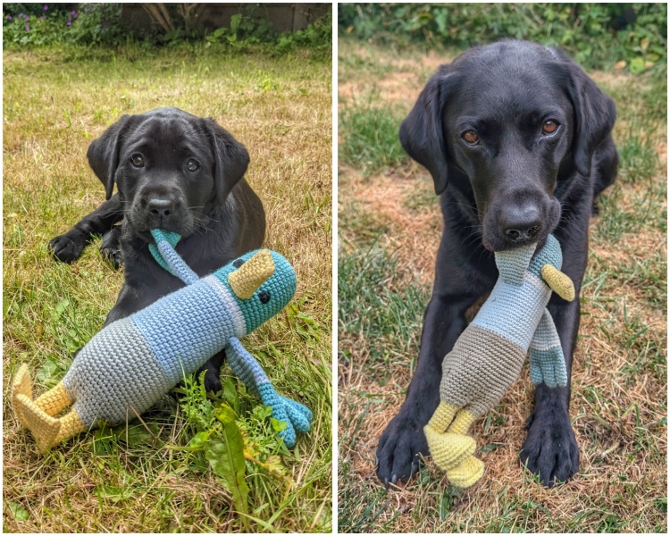 Adolescent Dog Survival Thread - welcome to the teenage wasteland