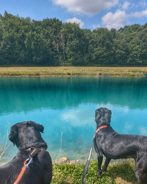 Adolescent Dog Survival Thread - welcome to the teenage wasteland