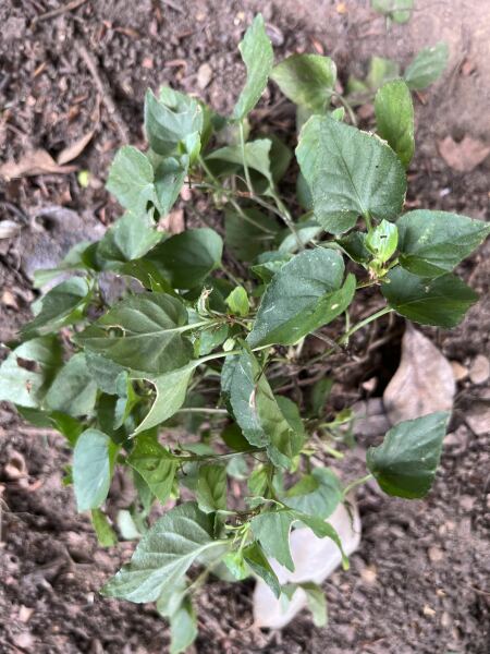 What is this plant please?