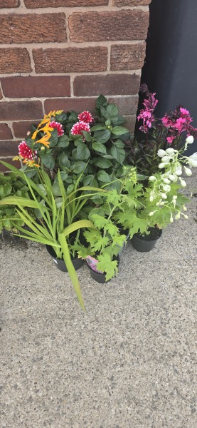 What have you done in the garden today? Part 7
