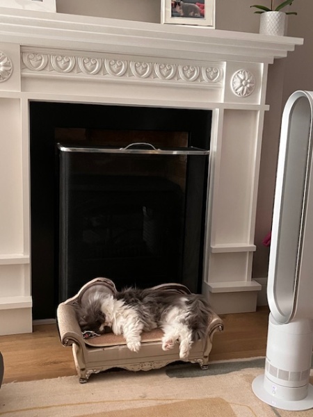 Pampered, Persian, Princess Penelope