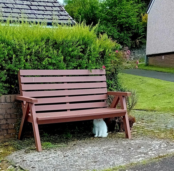 The One after the One where the Excellent Cats posed for a calendar