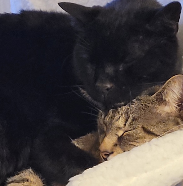 Can I just show you my two foster fails...