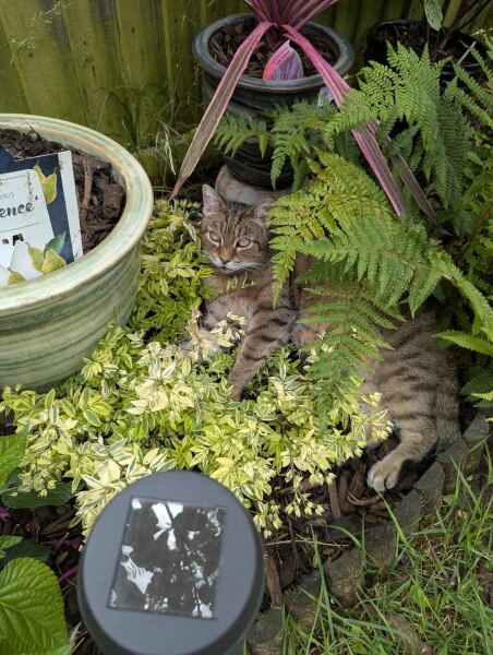 The One after the One where the Excellent Cats posed for a calendar