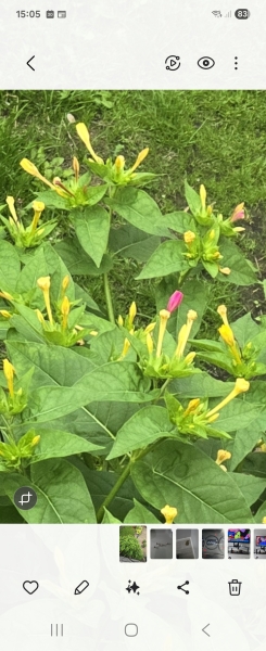 Any idea what plant is