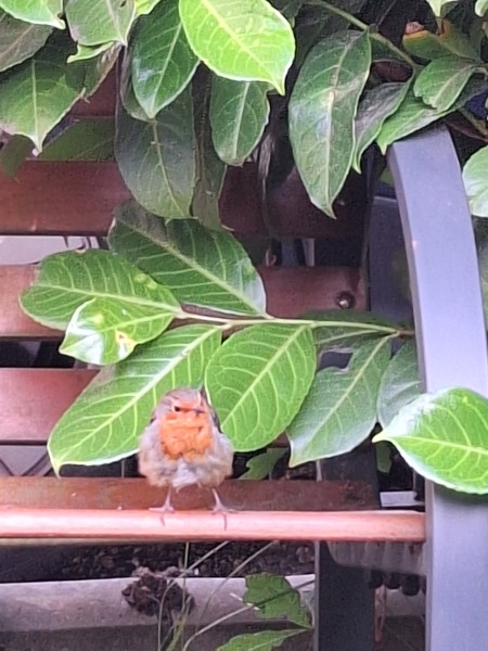 Any Witches Here? Part 21