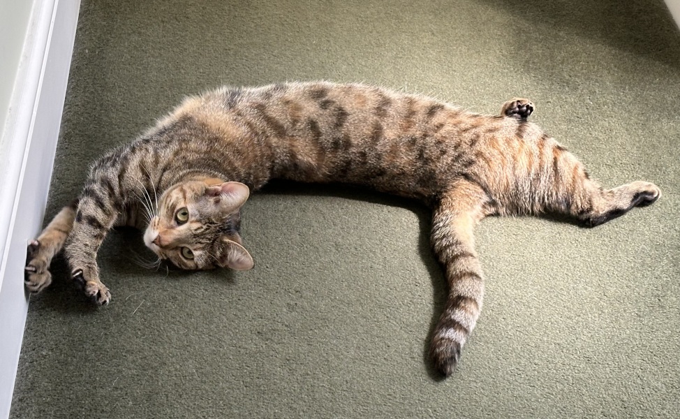 The One after the One where the Excellent Cats posed for a calendar