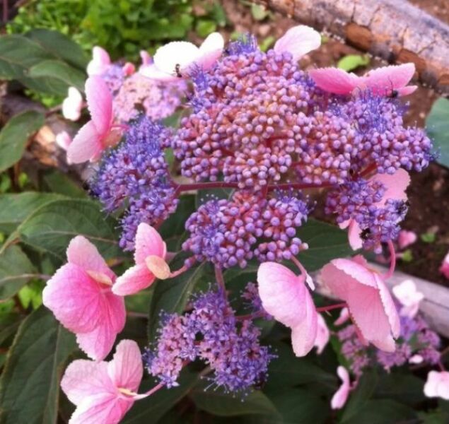 Annoying bright pink hydrangea