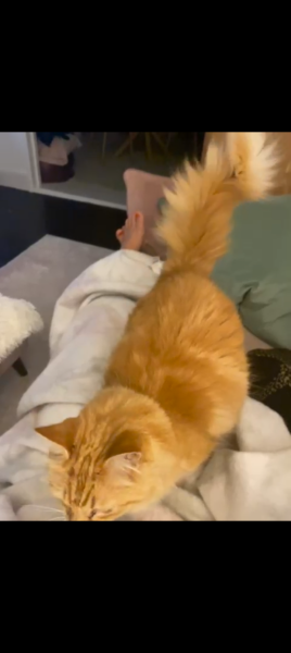 The One after the One where the Excellent Cats posed for a calendar