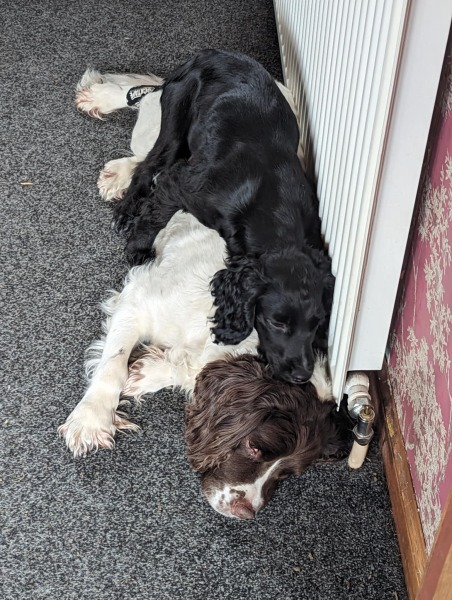 Adolescent Dog Survival Thread - welcome to the teenage wasteland