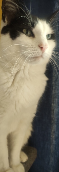 The One after the One where the Excellent Cats posed for a calendar