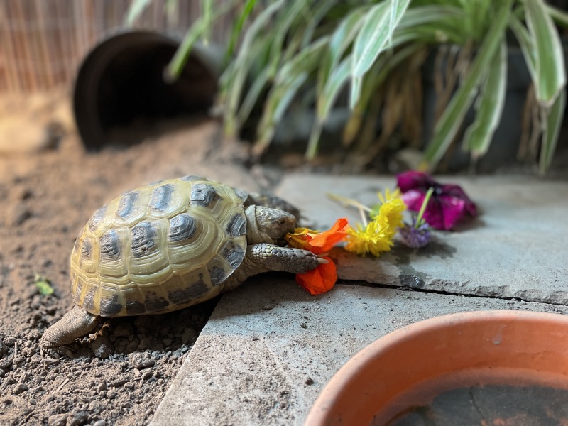 Daughter moving out and won’t take her tortoise