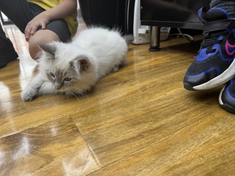 The One after the One where the Excellent Cats posed for a calendar