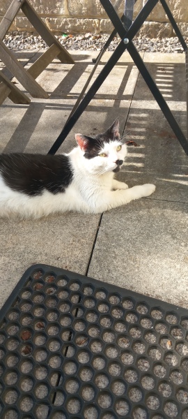 The One after the One where the Excellent Cats posed for a calendar