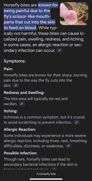 Horsefly bite or just a mozzie ?