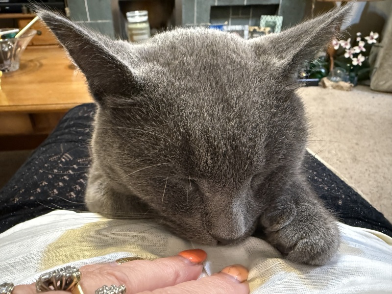 The One after the One where the Excellent Cats posed for a calendar