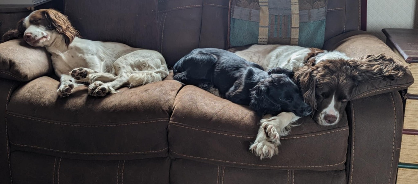 Adolescent Dog Survival Thread - welcome to the teenage wasteland