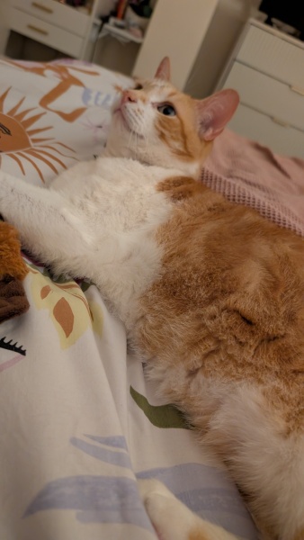 Lump on cats back