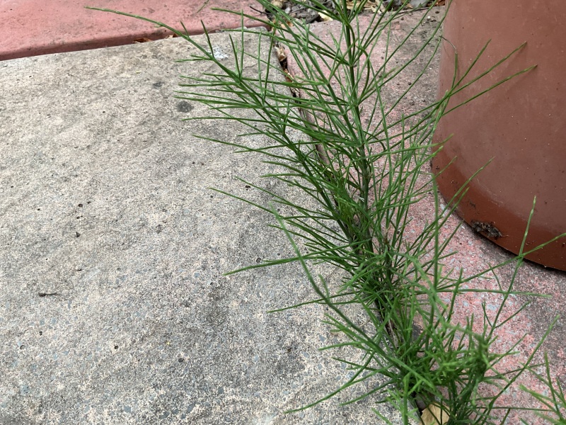 Weeds Have Rights Too !