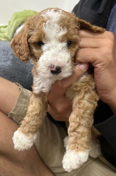 Fun/uncommon female dog names
