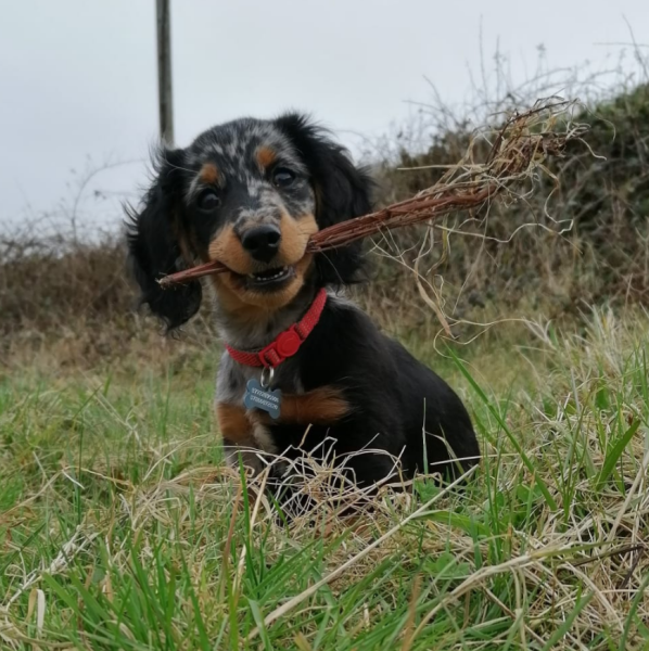 Long haired sausage dog