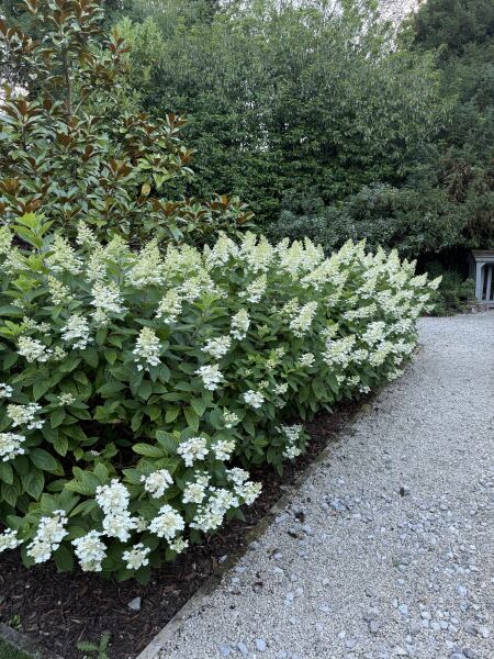 How to save my Hydrangea?